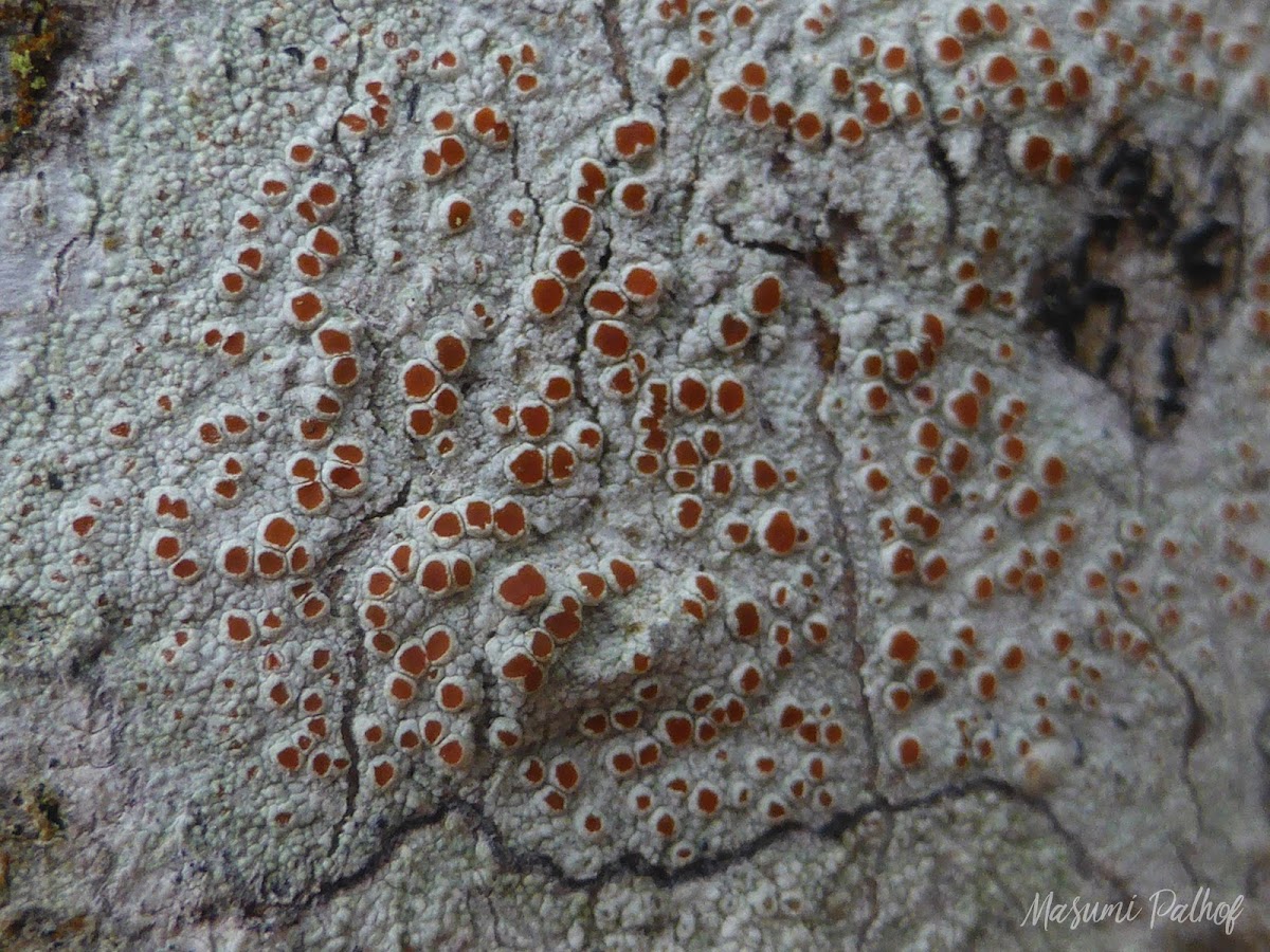 Bloodstain Lichen