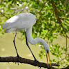 Great Egret (ठुलो सेतो बकुल्ला)