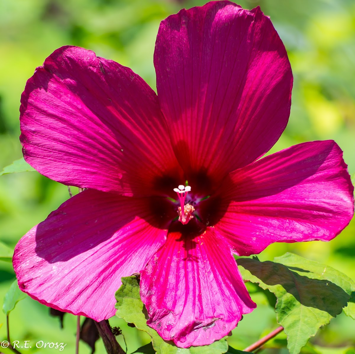 Red hibiscus