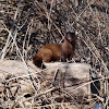 American Mink