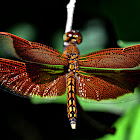 RED PERCHER DRAGONFLY