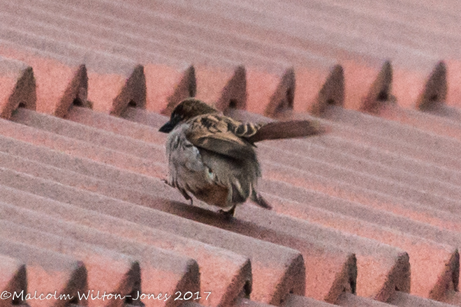 House Sparrow; Gorrión Común