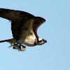 Osprey