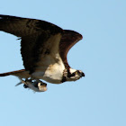 Osprey