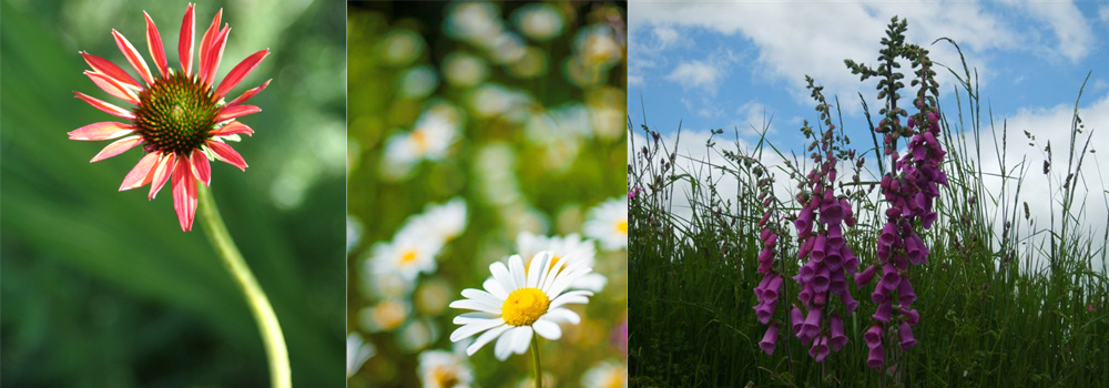 The Big Butterfly Count is easy to take part it and a great thing to do. 