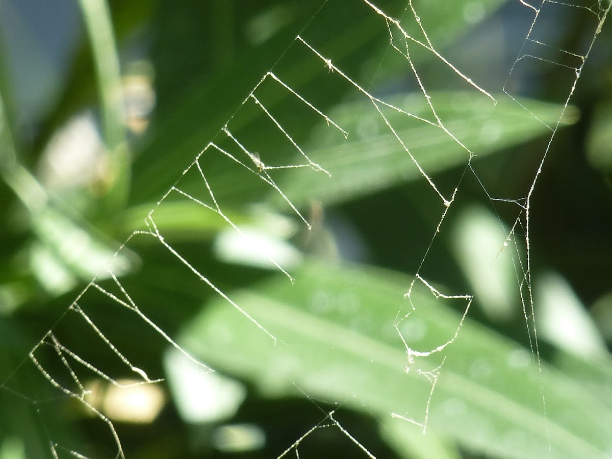 Spider web