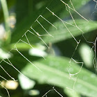 Spider web