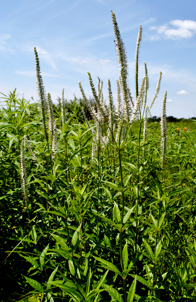 Culver's Root