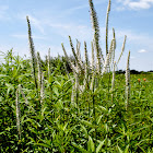 Culver's Root