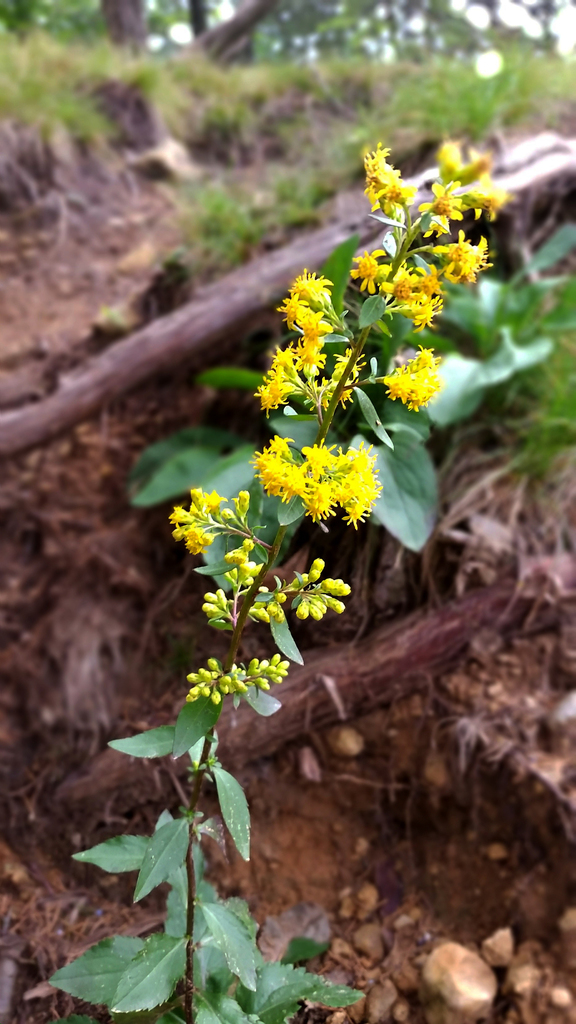 Cliff Goldenrod