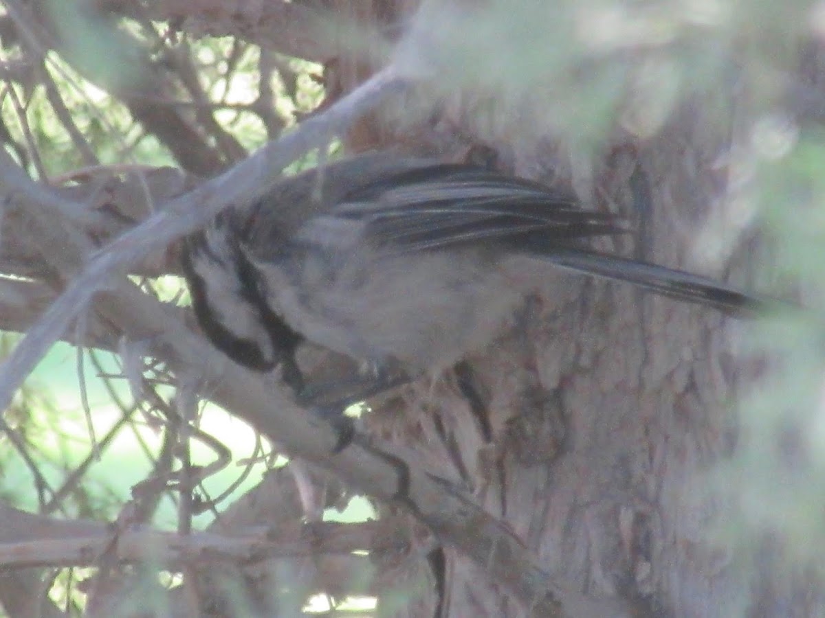 Black-capped Chickadee