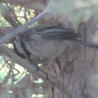 Black-capped Chickadee