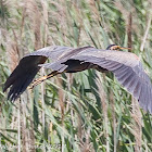 Purple Heron; Garza Imperial