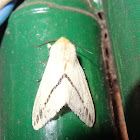 Arctiid Moth