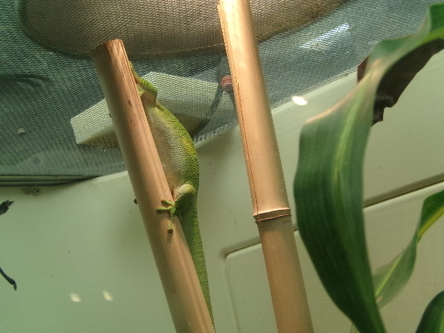 Giant Madagascar Day Gecko