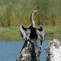 Australasian Darter