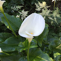 Calla lily