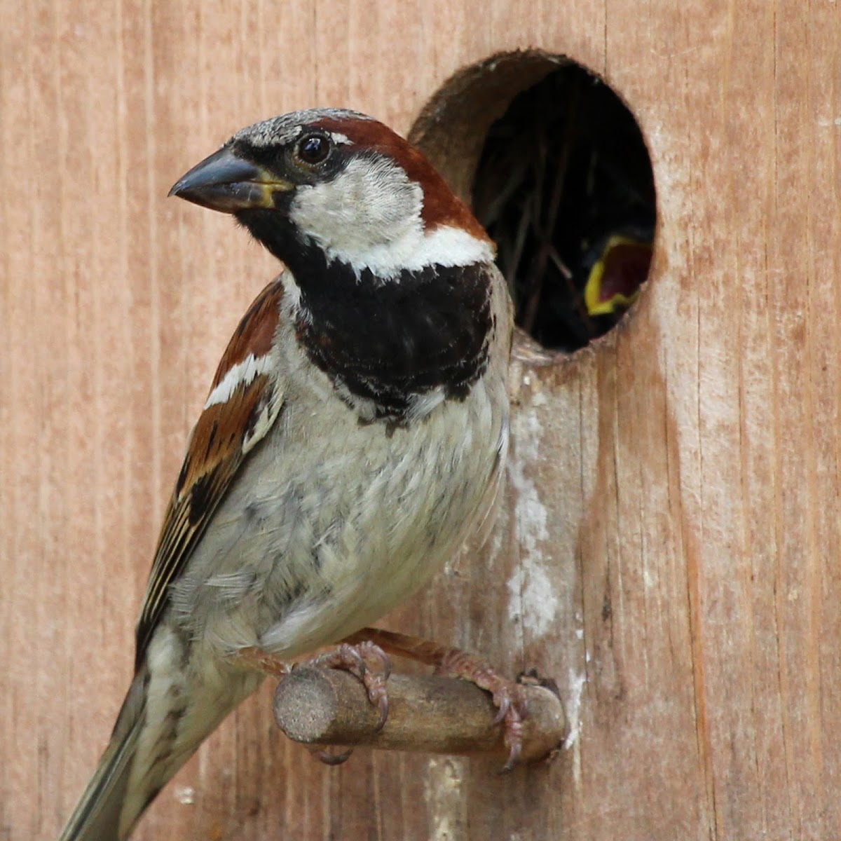 House Sparrow (Parents Feeding Their Young)
