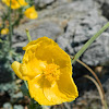 Yellow hornpoppy (Γλαύκιο το ξανθό)