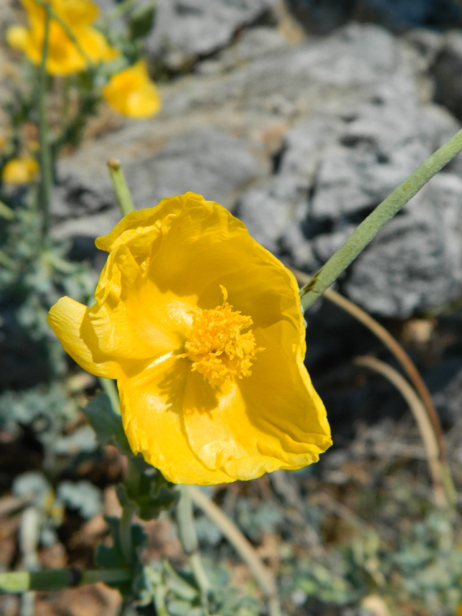 Yellow hornpoppy (Γλαύκιο το ξανθό)