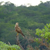 lesser spotted eagle