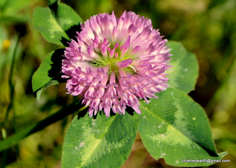 Red clover