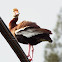 Black-bellied Whistling Duck