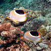 Saddleback Butterflyfish