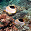 Saddleback Butterflyfish