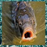 Angling Videos Apk