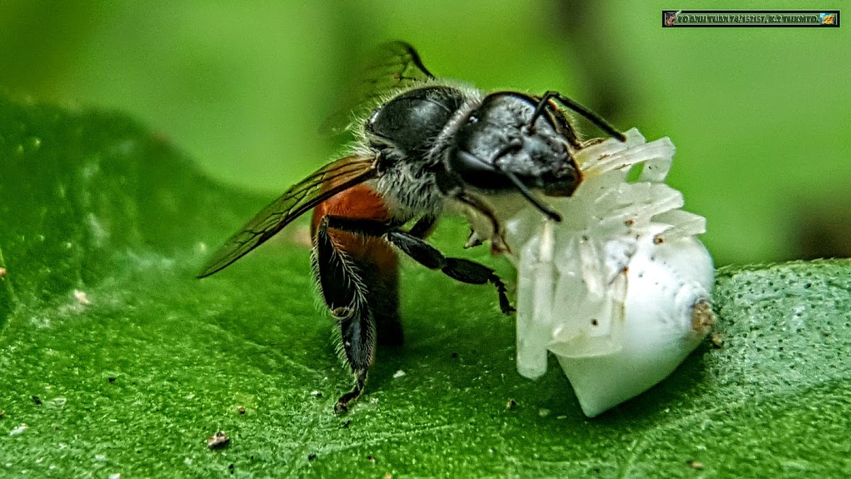 White crab spider, with prey Wild honey bee