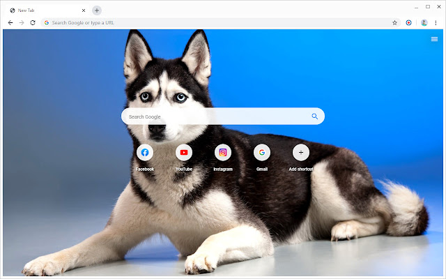 Husky Dog Wallpapers New Tab