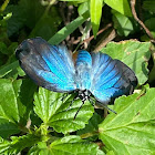 Great Purple Hairstreak