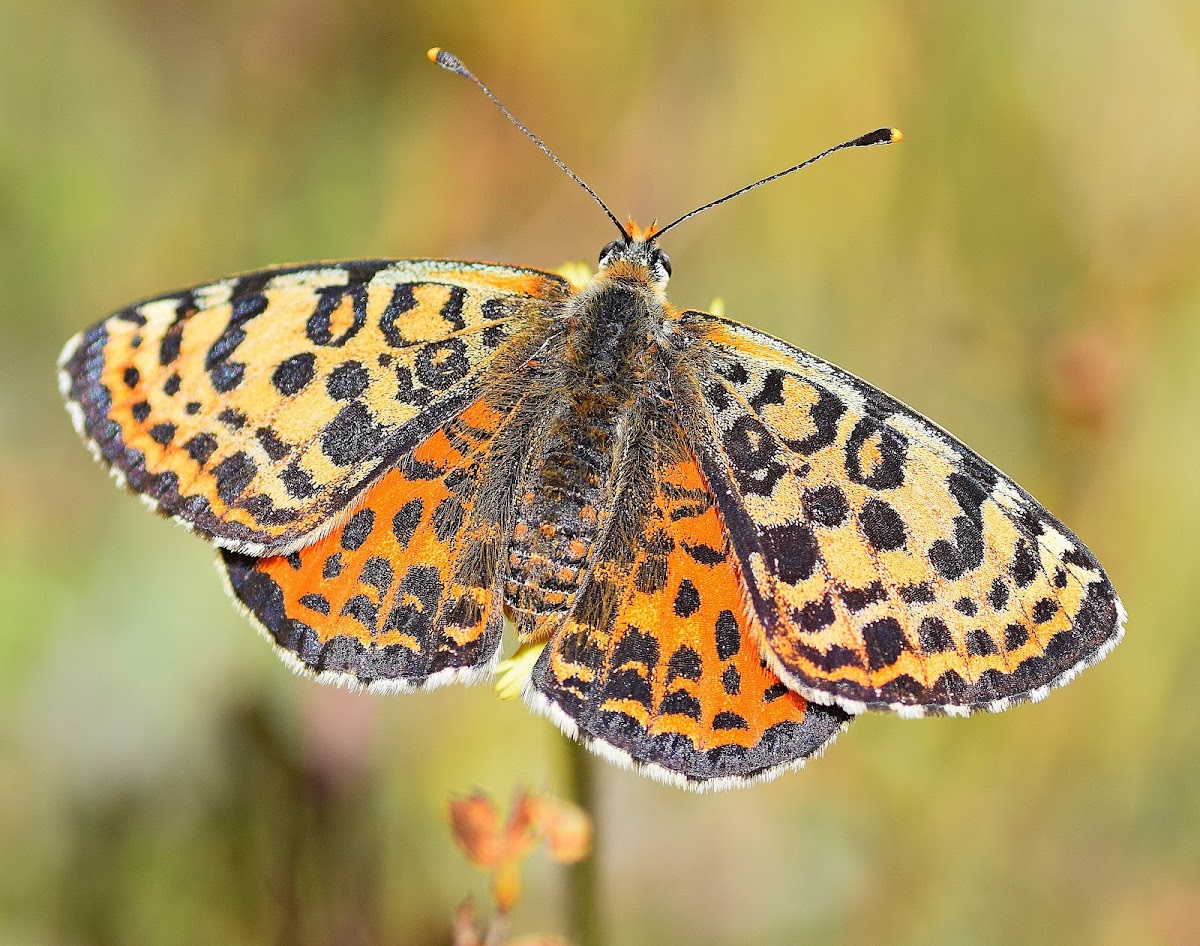 Spotted Fritillary