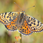 Spotted Fritillary