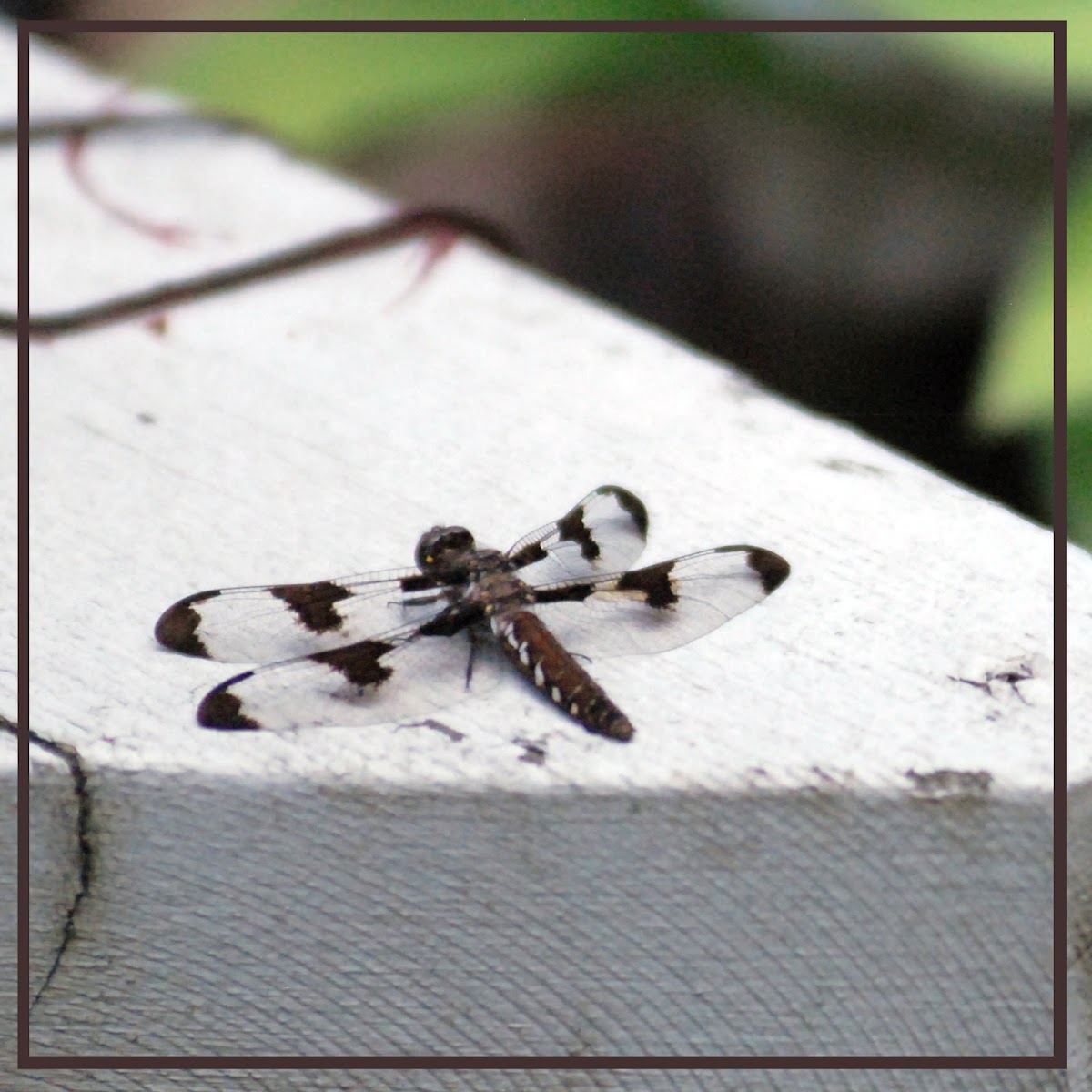 common whitetail dragonfly