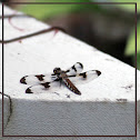 common whitetail dragonfly