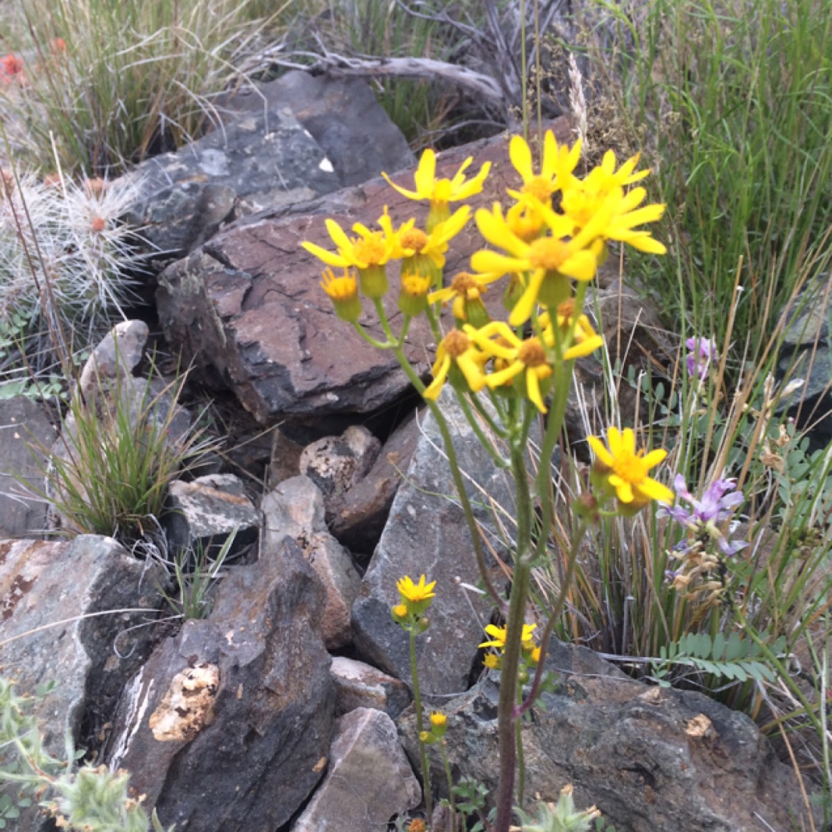 Cutleaf balsamroot