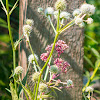 marsh rattlesnake master, corn-snakeroot, bitter snakeroot, marsh eryngo (white), bonesets (pink)