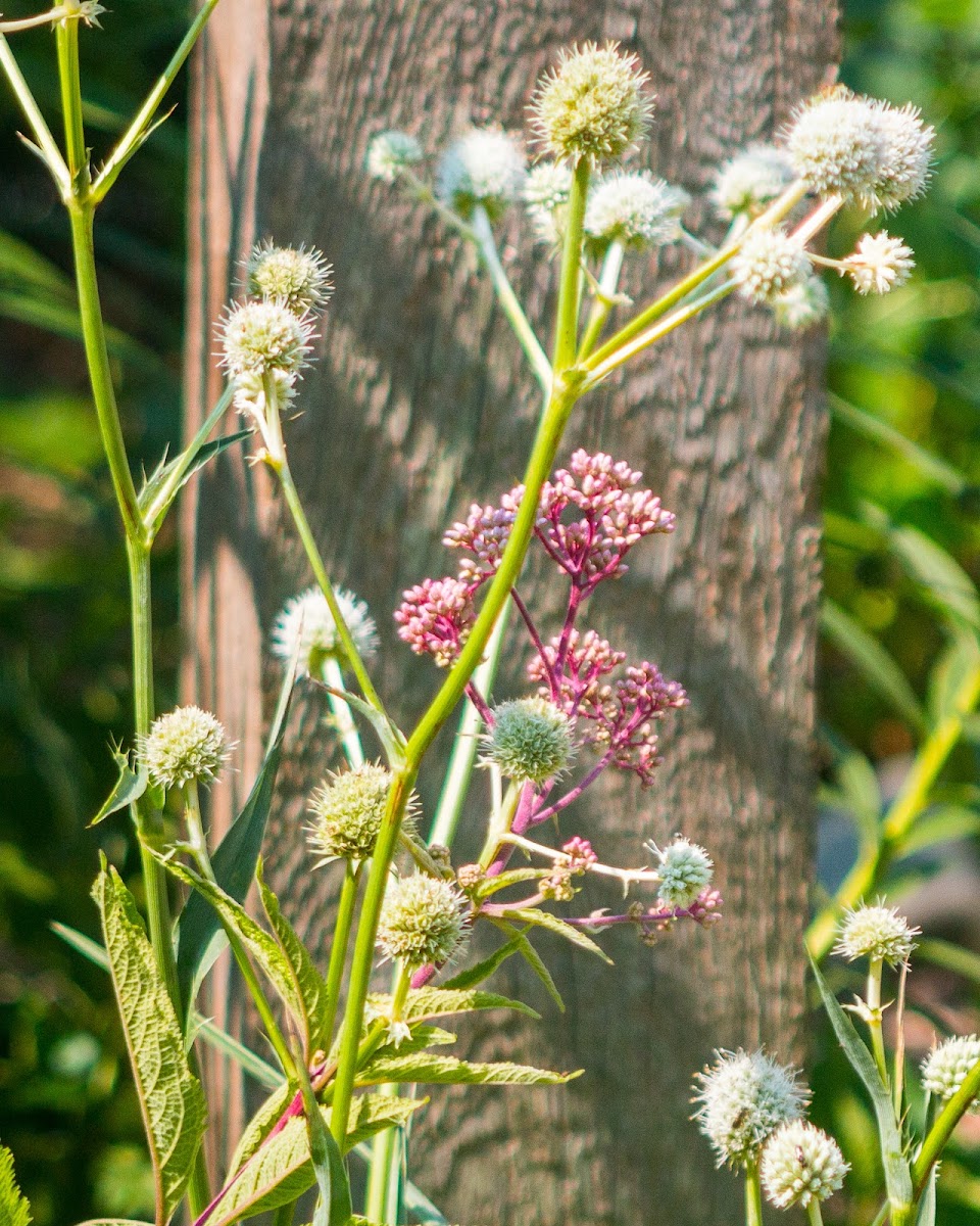 marsh rattlesnake master, corn-snakeroot, bitter snakeroot, marsh eryngo (white), bonesets (pink)