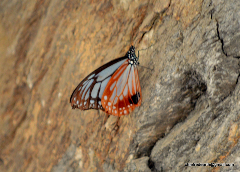 Chestnut Tiger