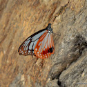 Chestnut Tiger