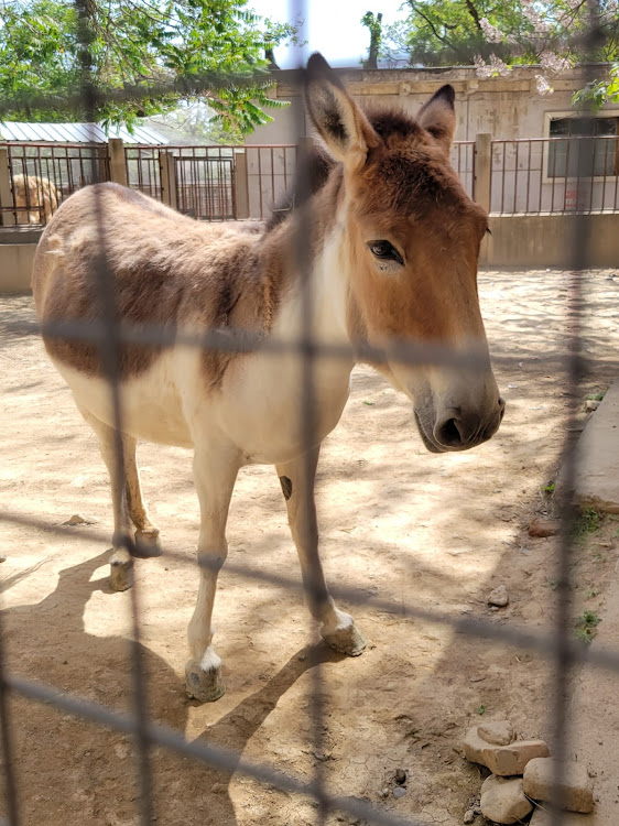 3シリーズ セダンの北京・Bimmer・草食動物・北京動物園に関するカスタム事例の投稿画像2枚目
