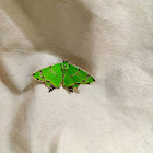 Emerald moth.