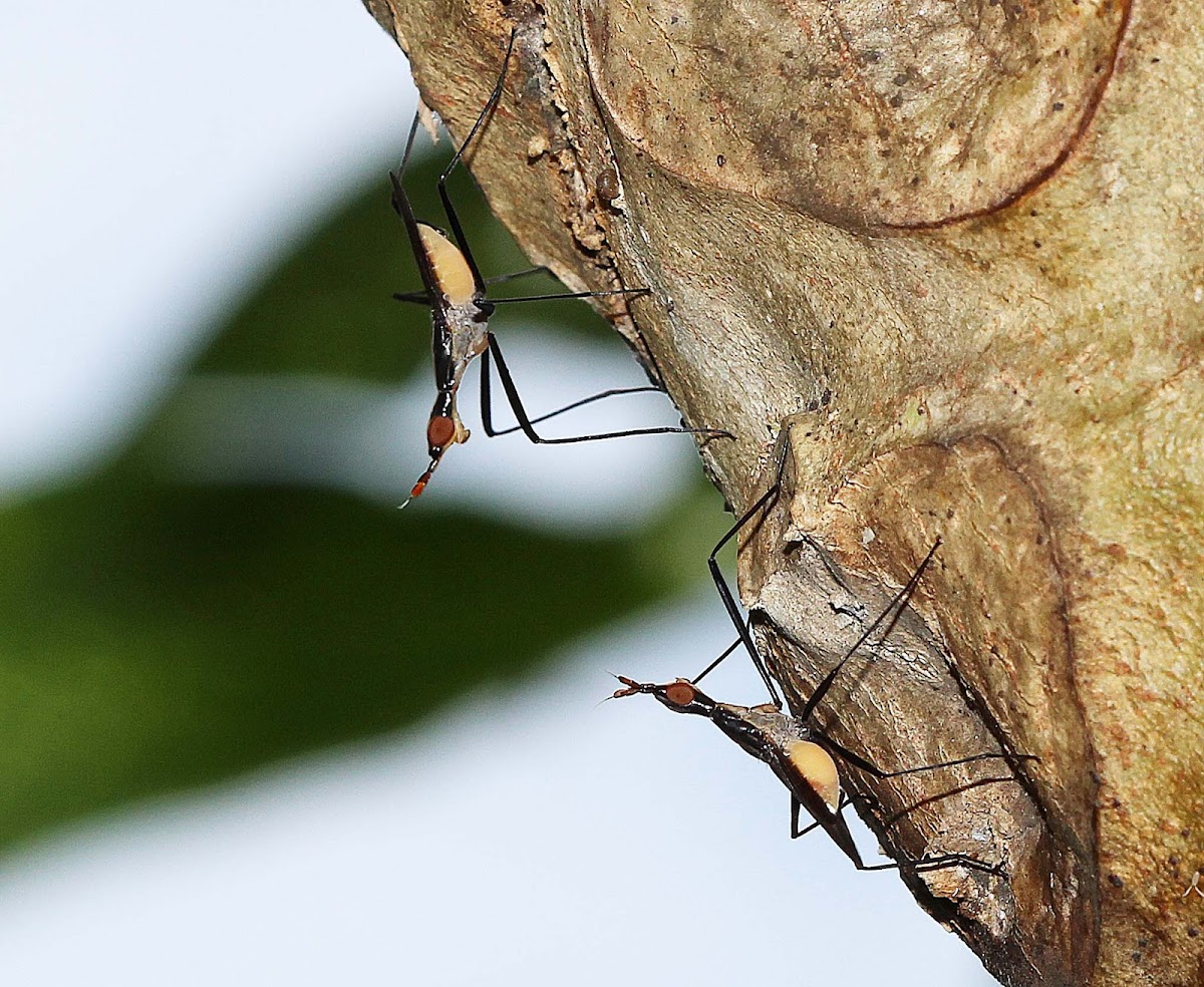 Banana Stalk Fly