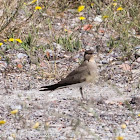 Collared Pratincole; Canastera