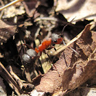 Red wood ant