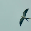 Swallow-tailed Kite