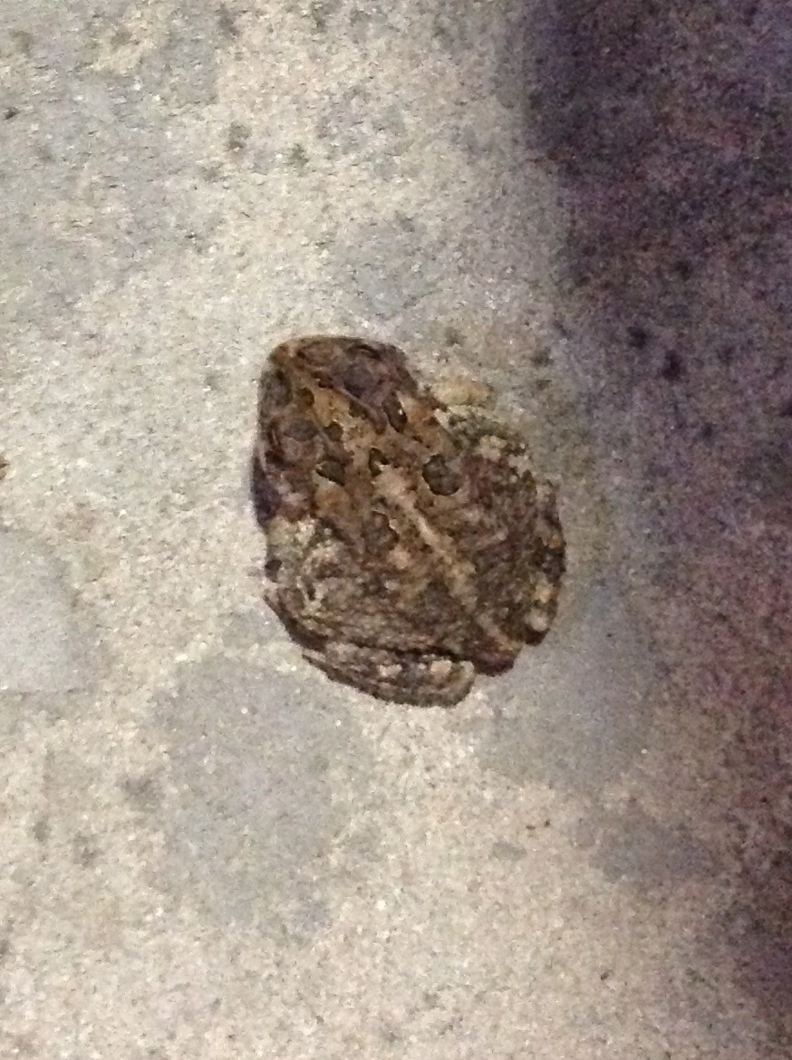 Southern Toad