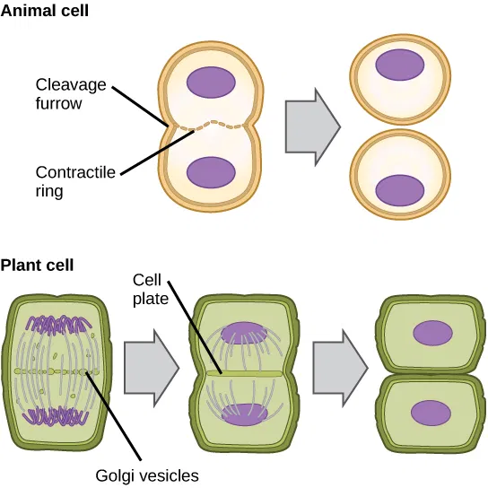 cytokinesis of mitosis diagram